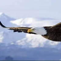 سماجت عقاب گرفتار شده در دریاچه برای از دست ندادن طعمه 