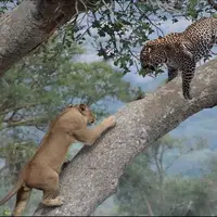 صحنه ای جالب در حیات وحش؛ ناتوانی شیرها در شکار پلنگ روی درخت!