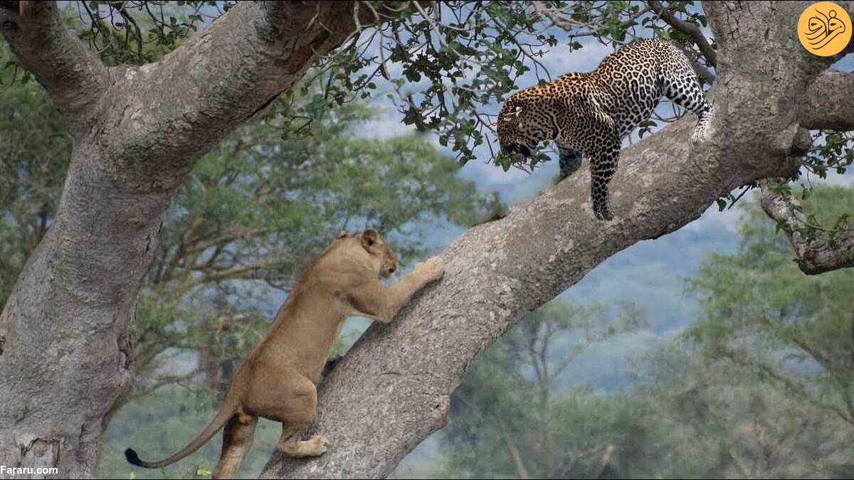 صحنه ای جالب در حیات وحش؛ ناتوانی شیرها در شکار پلنگ روی درخت!