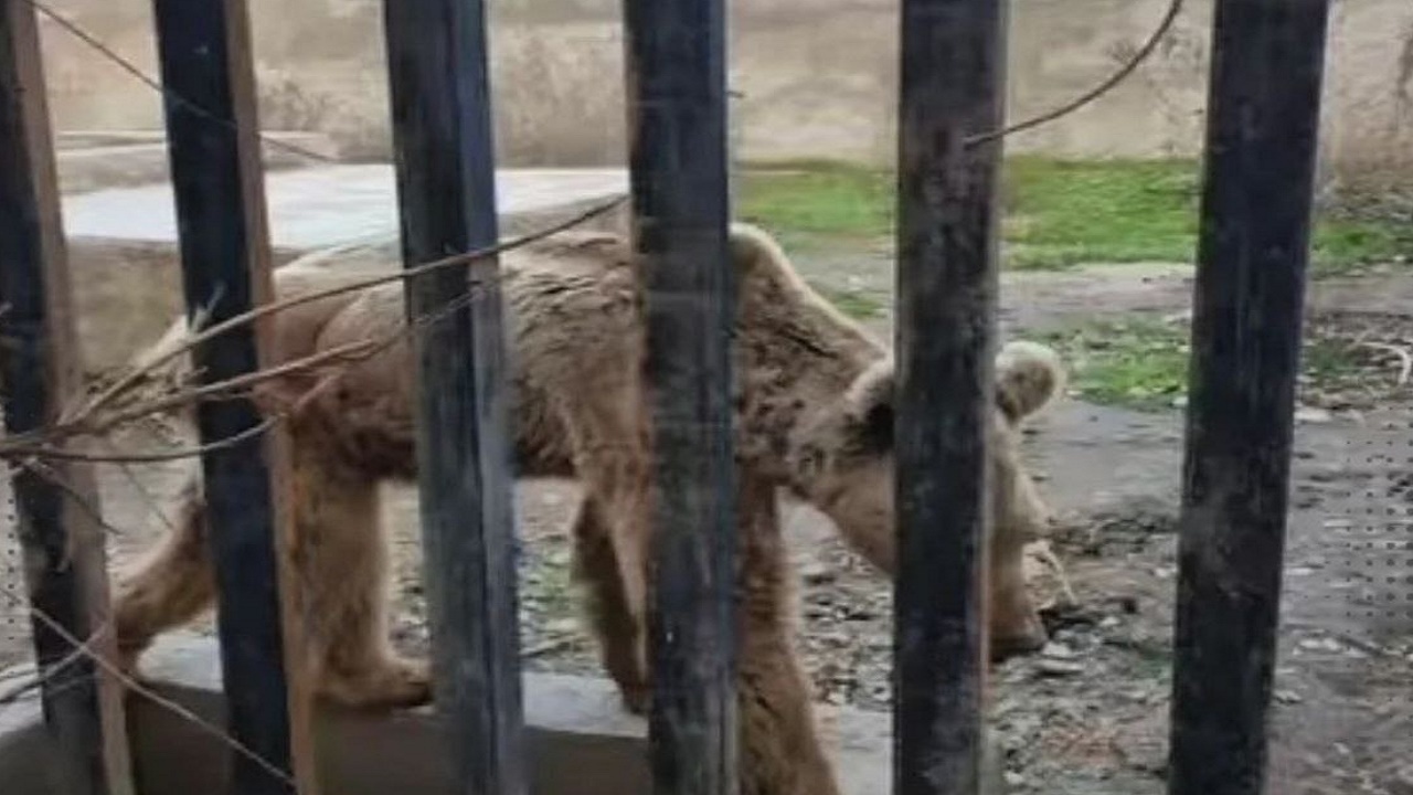 اظهارات دادستان مازندران درباره نحیف بودن خرس و شیر در باغ وحش ساری