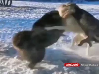 درگیری گرگ و سگ
