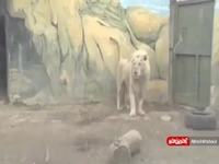 تصاویری دیگر از «سانا» توله شیر سفید ایران