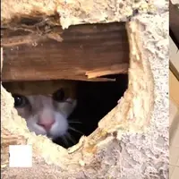 زندانی شدن عجیب گربه داخل دیوار حمام!