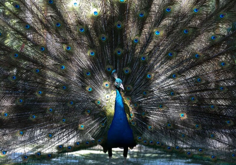 طاووس باغ وحش شهر «یانگون میانمار»
