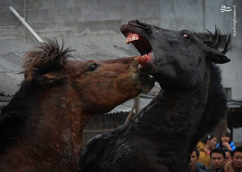 عکس/ نبرد خونین اسب ها