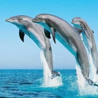 بازی دلفین‌های نترس و بازیگوش خلیج فارس