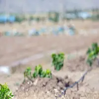 افزایش هزینه، چالش طرح‌های آبیاری جدید مزارع اصفهان