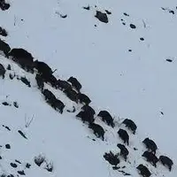 منظره دیدنی حرکت گرازها در طبیعت برفی بویین میاندشت