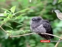 شیوه عجیب رشد پرنده کوکو