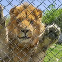 واکنش‌های دیدنی حیوانات پس از آزادی از قفس
