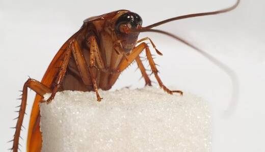 خداحافظی با سوسک‌ها؛ روشی مرگبار برای نابودی حشرات