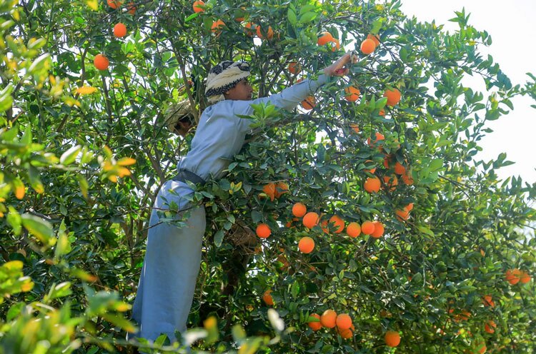 برداشت پرتقال از باغات شهر «مارب» در یمن