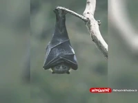 حال و هوای خفاش در یک روز بارانی 