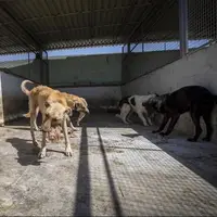 جمع‌آوری سگ های ولگرد در تهران