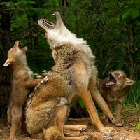 گرگ مادر به همراه دو فرزندش در جنگل‌های هیرکانی