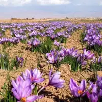 زعفران کدام مناطق ایران اثر ضد سرطانی بیشتری دارند؟
