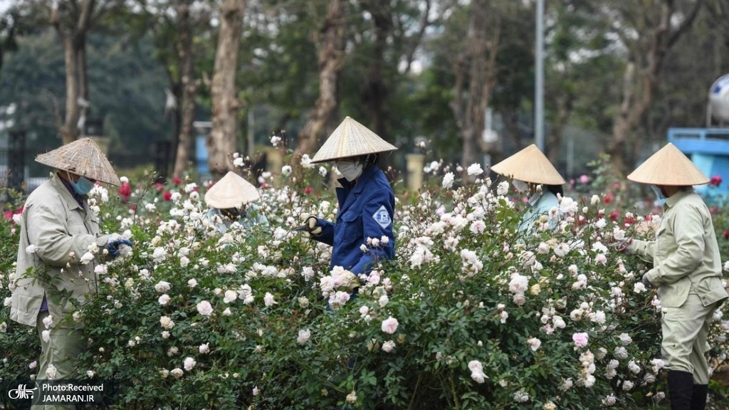 کارگران در چین سرشاخه های گل های رز را در پارک میزنند