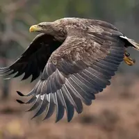 عقاب جنگی با چنگال قدرتمندش بچه گراز را کشت