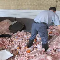 بیش از ۱۶ تن گوشت مرغ فاسد در مهاباد معدوم شد