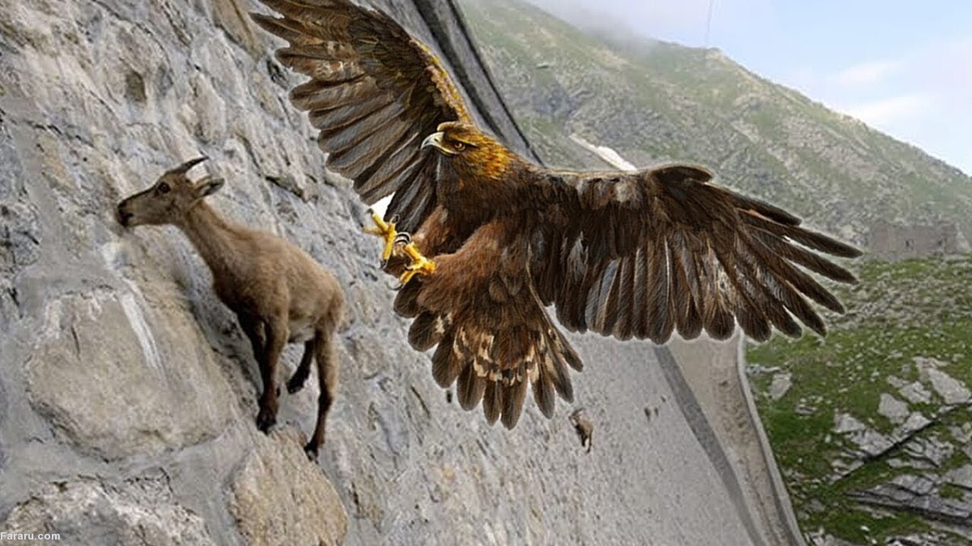 پرواز عقاب با یک بز کوهی در آسمان