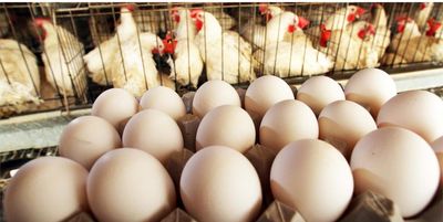زیان مرغداران تخم‌گذار از ۱۵ هزار میلیارد تومان گذشت
