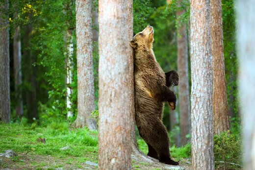 گوناگون/ چرا خرس‌ها خودشان را به درختان می‌مالند؟