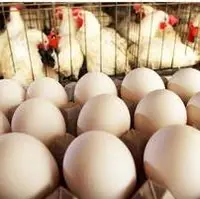 زیان مرغداران تخم‌گذار از ۱۵ هزار میلیارد تومان گذشت