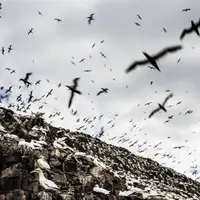حرکات غیرعادی پرندگان پیش از زلزله در ترکیه