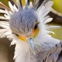 درگیری «هوبره کوری» با «مرغ منشی»