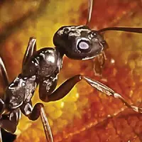 تشخیص سرطان با کمک مورچه ها