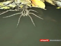 عنکبوتِ ماهیگیر در کنارِ رودخانه