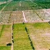 رفع تداخل ۴۲ پلاک کشاورزی در اراضی حد نگاری شده در کنگاور