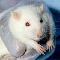 کاشت و تلفیق موفق بافت مغزی انسان در مغز موش‌ها