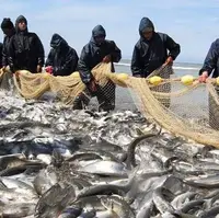 صید بیش از یک هزار تن ماهی استخوانی از دریای خزر در گیلان