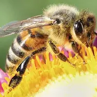 زنبورها چگونه به عسل نمی چسبند؟  