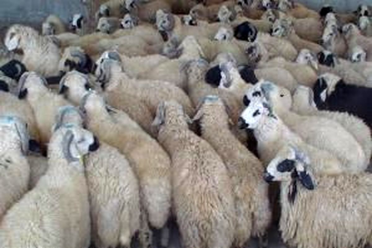 کشف احشام قاچاق در چگنی