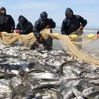 افزایش ۳۳درصد صید ماهی در گیلان