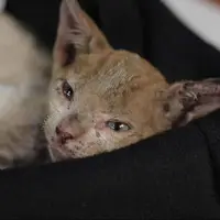 نجات حیوانات سوخته از آتش سوزی شیلی 
