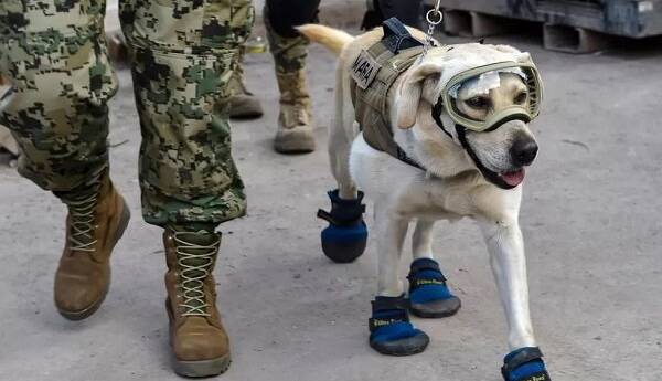سگ‌های امدادگر مشهور مکزیک راهی ترکیه شدند