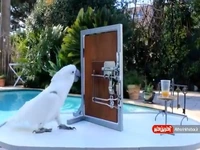 هوش عجیب و شگفت انگیز طوطی کاکادو برای باز کردن قفل