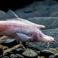 گوناگون/ این ماهی کور ترسناک در آب‌های چین ساکن است