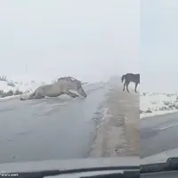  لیز خوردن عجیب سه اسب هنگام عبور از جاده
