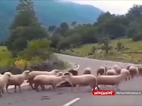 حمله گوسفندها به چوپان