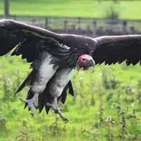 کرکس «آند» یکی از سنگین ترین پرندگان جهان