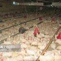 ضریب خوداتکایی سیستان‌وبلوچستان به گوشت مرغ به ۸۰ درصد رسید