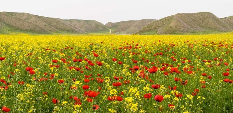 طبیعت زیبای ماسان کوپ در استان گلستان