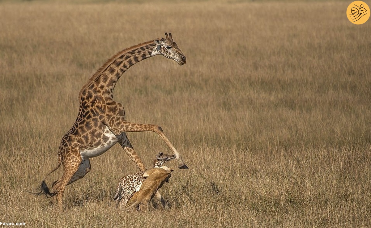 زرافه شجاع بچه خود را از دست شیر‌ها نجات داد