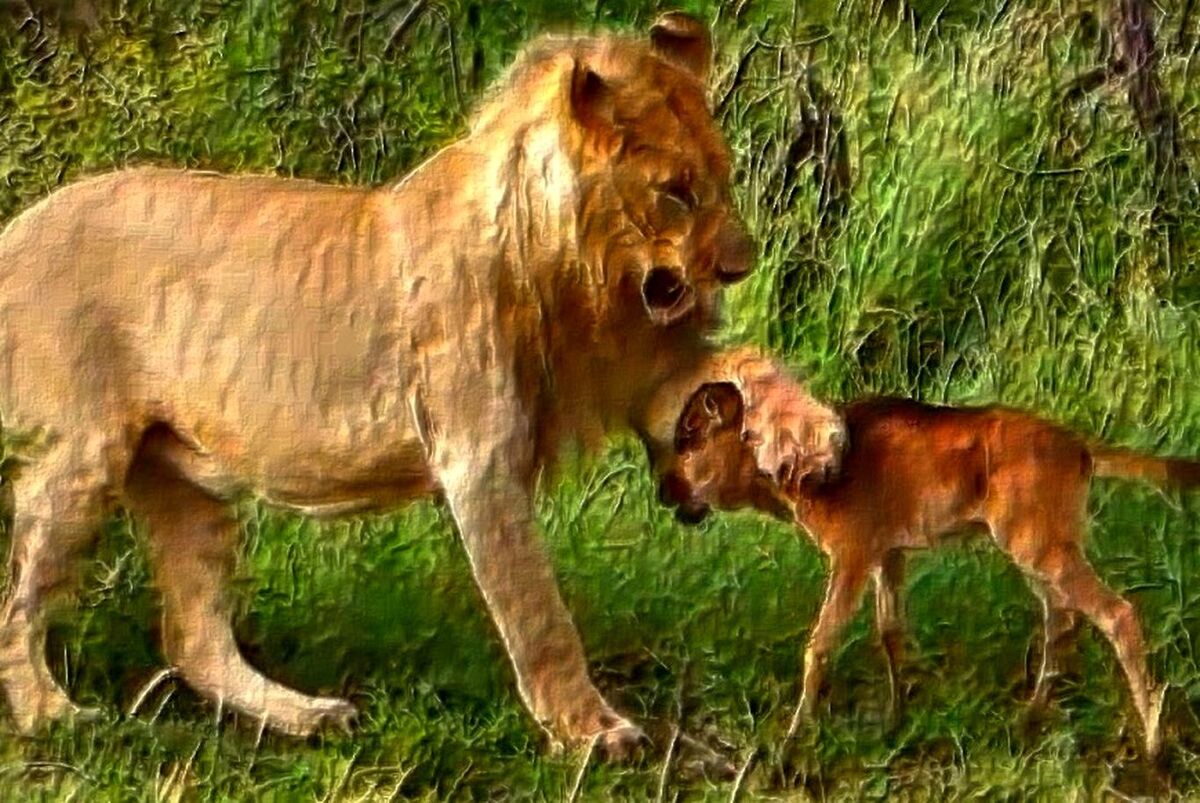 Тигр и обезьяна. Смешные жирафы. Странное поведение животных. Необычная дружба животных. Жираф и лев.