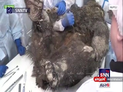 کالبد شکافی بر روی لاشه یک خرس قهوه‌ای 3400 ساله