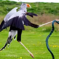 این پرنده رزمی‌کار استاد لگد زدن به مارها است!